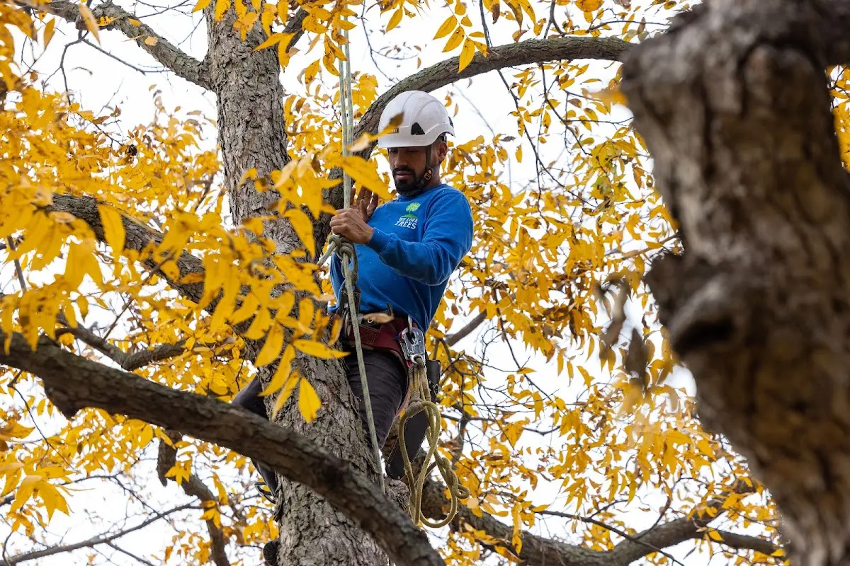 Skilled Tree Planting crew working in Rochester